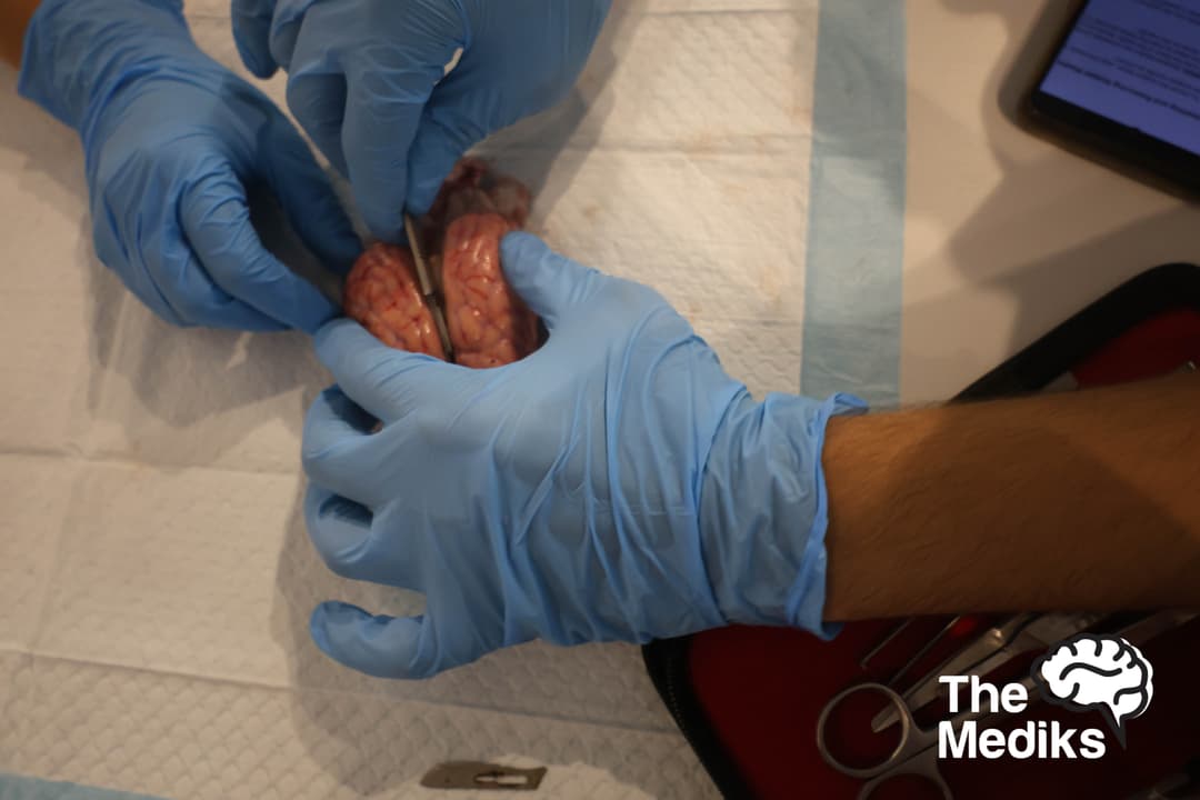 Sexual Health & Testicular Dissection